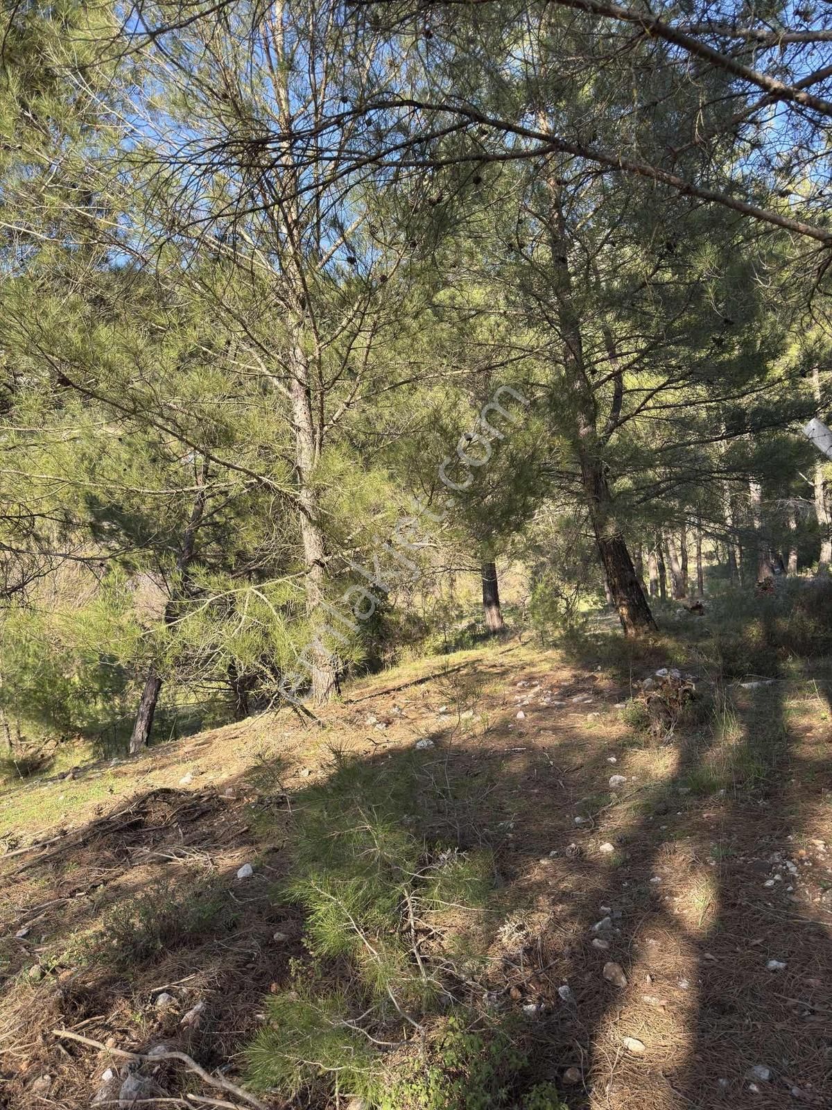 Muğla Menteşe Yaraş Mah Soda Mevkii 4.344 M2 Yatırımlık Tarla - Görsel 5