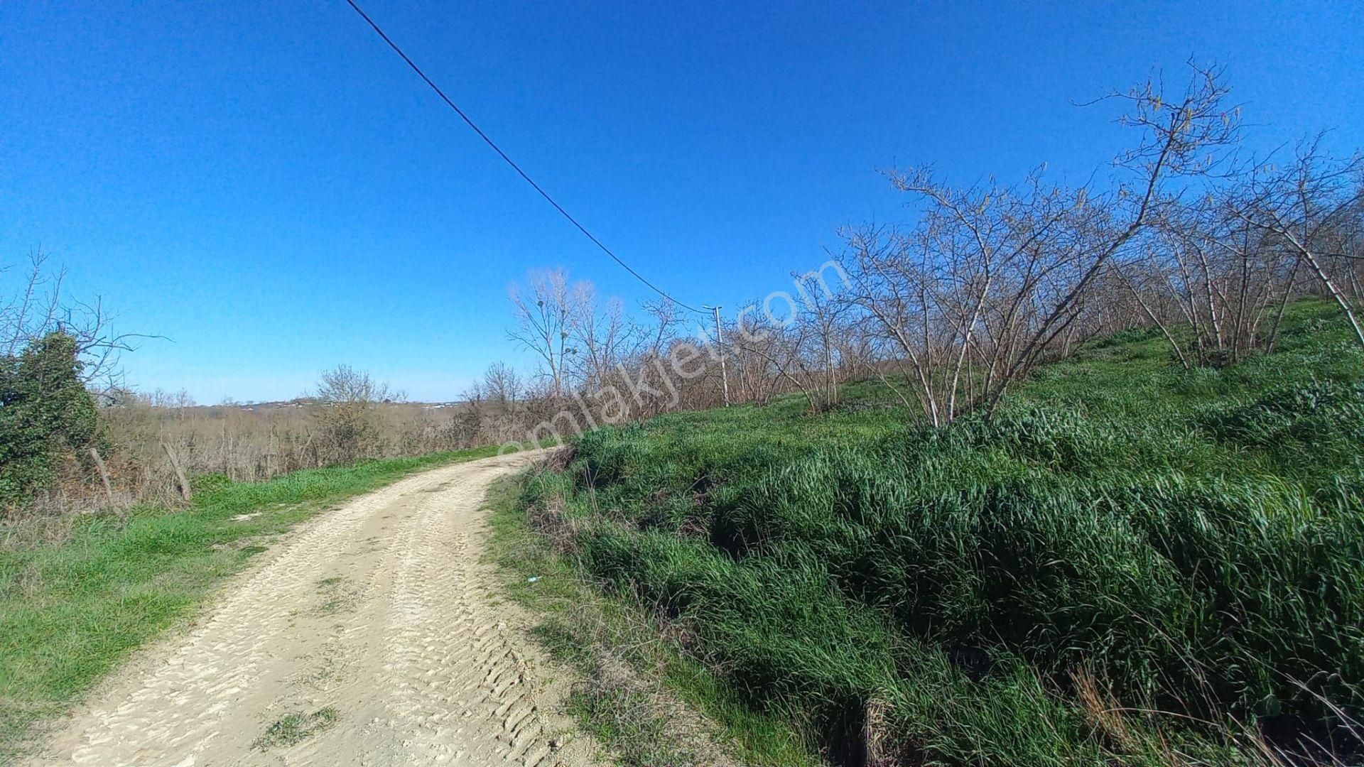Remax Maviden Kaynarca/karaçalıda 160m Yola Cephe Fındık Bahçesi - Görsel 4