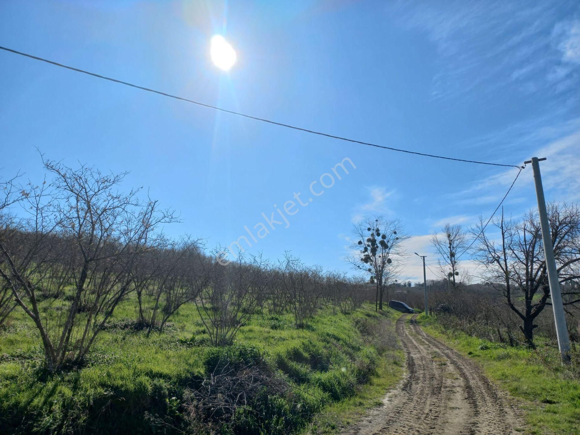 Remax Maviden Kaynarca/karaçalıda 160m Yola Cephe Fındık Bahçesi