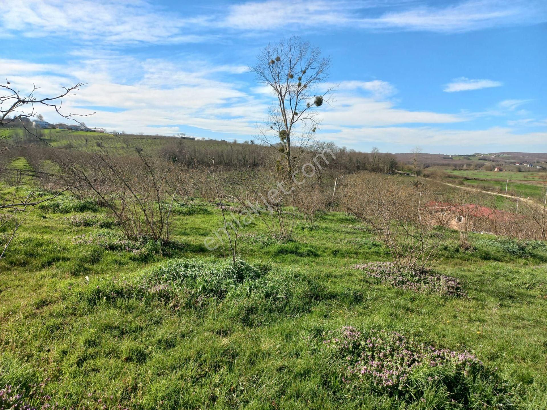 Remax Maviden Kaynarca/karaçalıda 160m Yola Cephe Fındık Bahçesi - Görsel 3