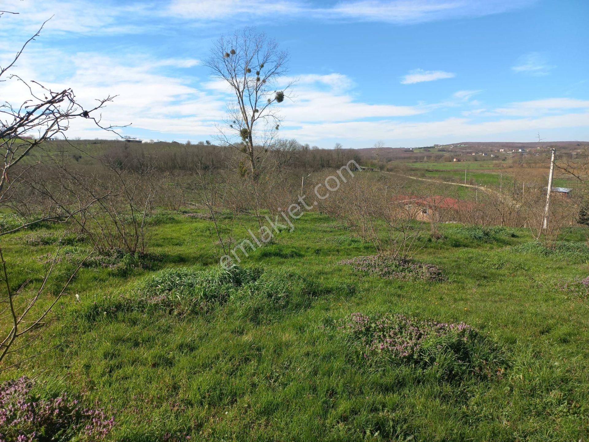 Remax Maviden Kaynarca/karaçalıda 160m Yola Cephe Fındık Bahçesi - Görsel 8