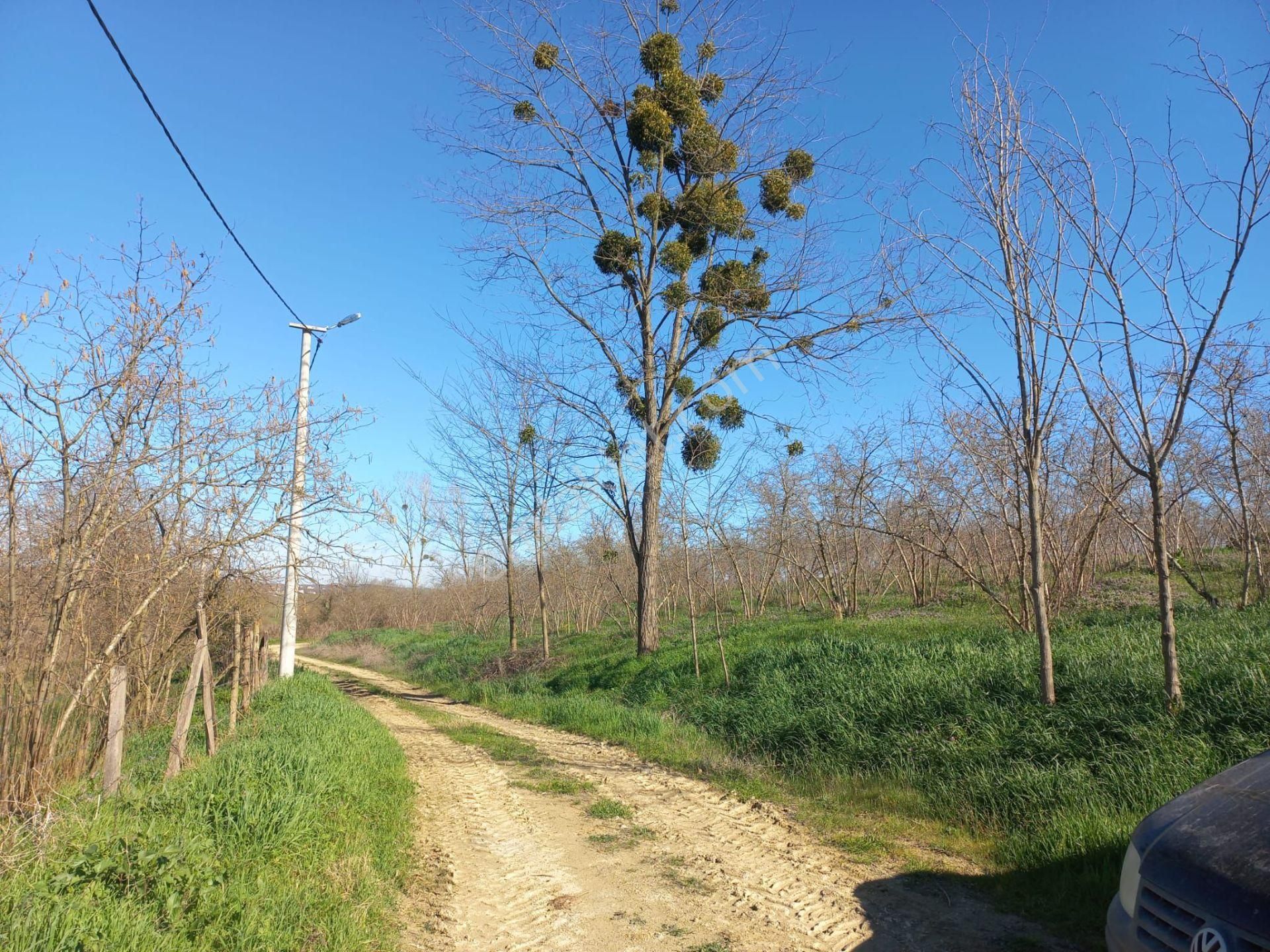 Remax Maviden Kaynarca/karaçalıda 160m Yola Cephe Fındık Bahçesi - Görsel 5