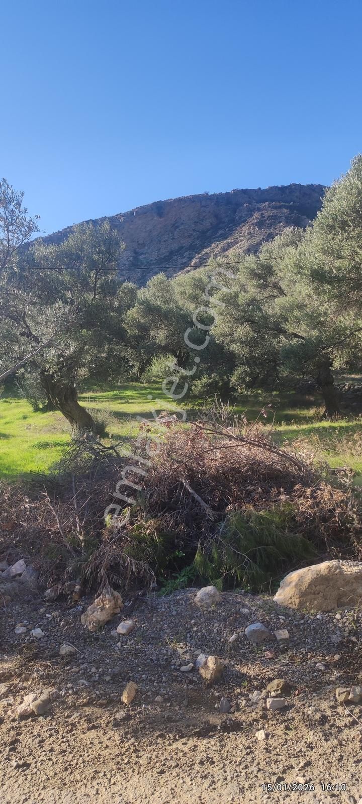 Datça Mesudiye'de Full Deniz Manzaralı Fırsat 2313 M2 Tarla - Görsel 23