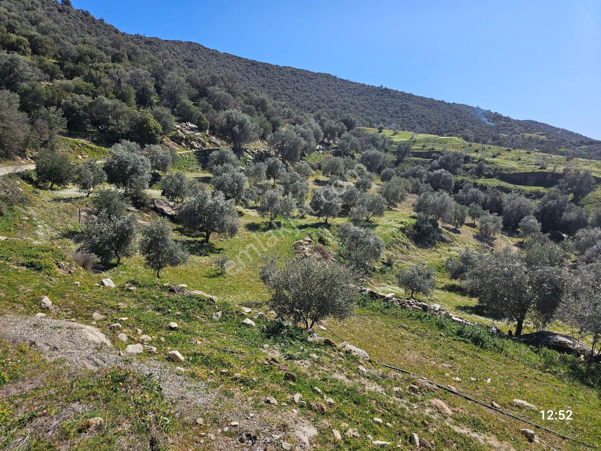 Bozdoğan Yazıkent'de Yatırımlık Eşsiz İncir Ve Zeytinlik - Görsel 24