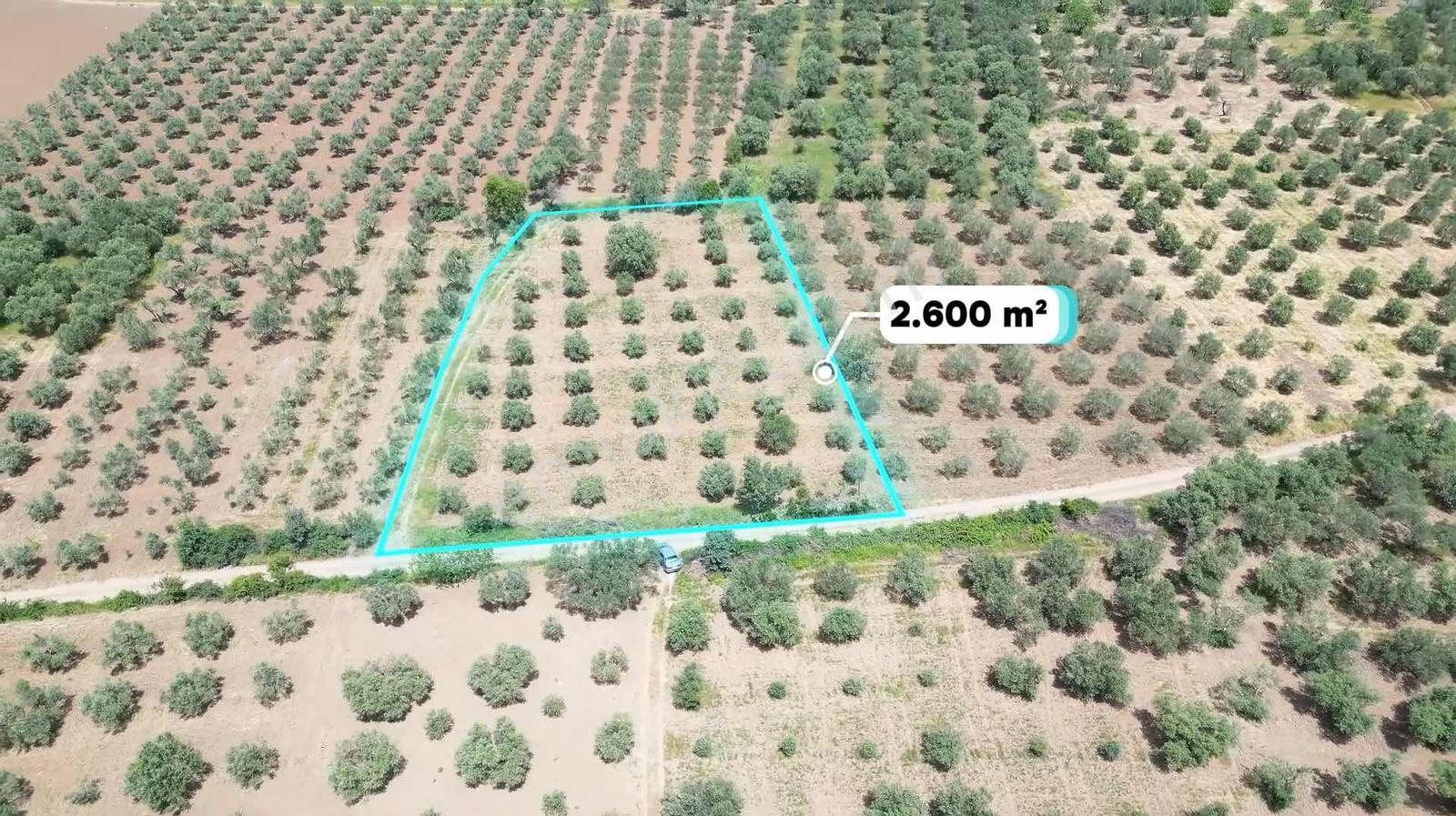 Rızai-taksimi Yapılmış 2625m² Yol Cepheli Zeytinlik - Görsel 8