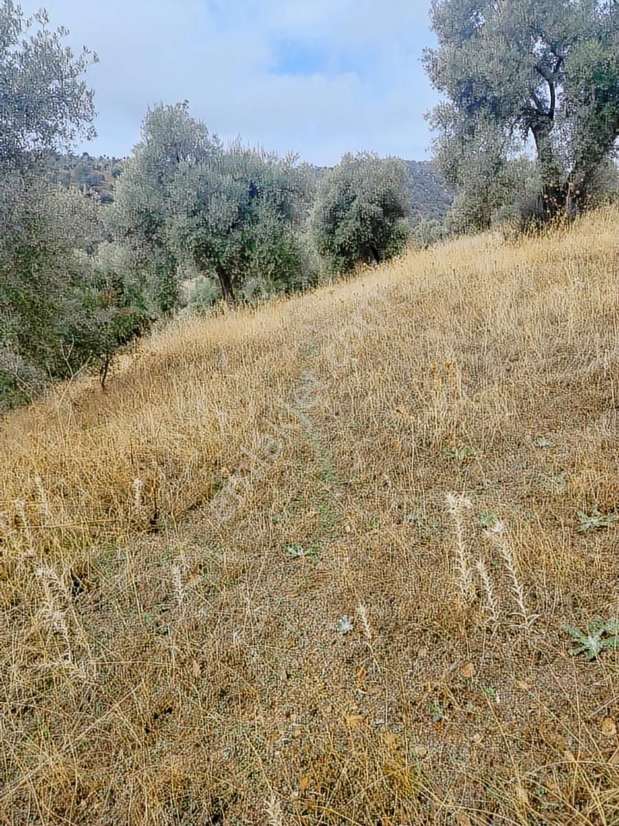 Aydın İncirliova Arzular Satılık Zeytinlik - Görsel 5