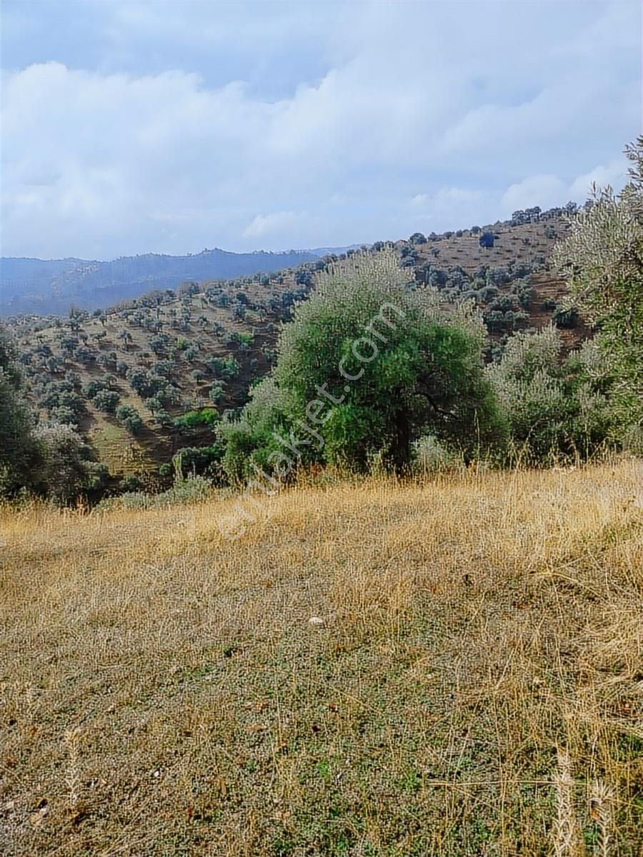 Aydın İncirliova Arzular Satılık Zeytinlik - Görsel 3