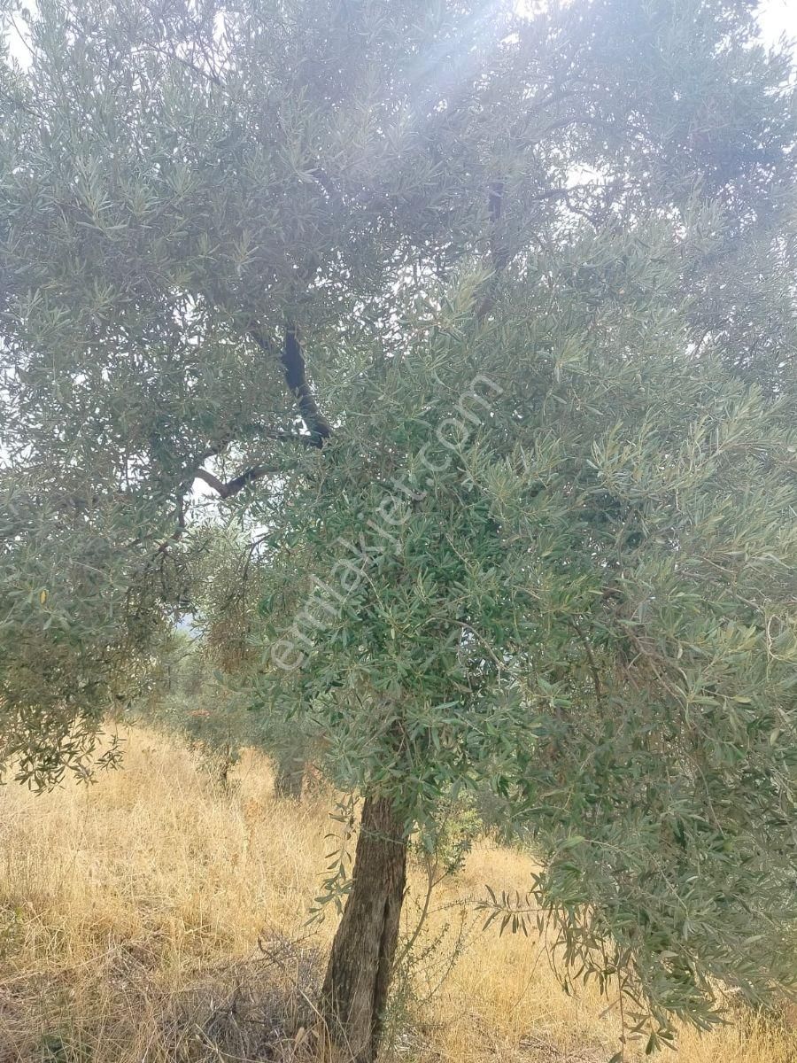 Aydın İncirliova Arzular Satılık Zeytinlik - Görsel 7