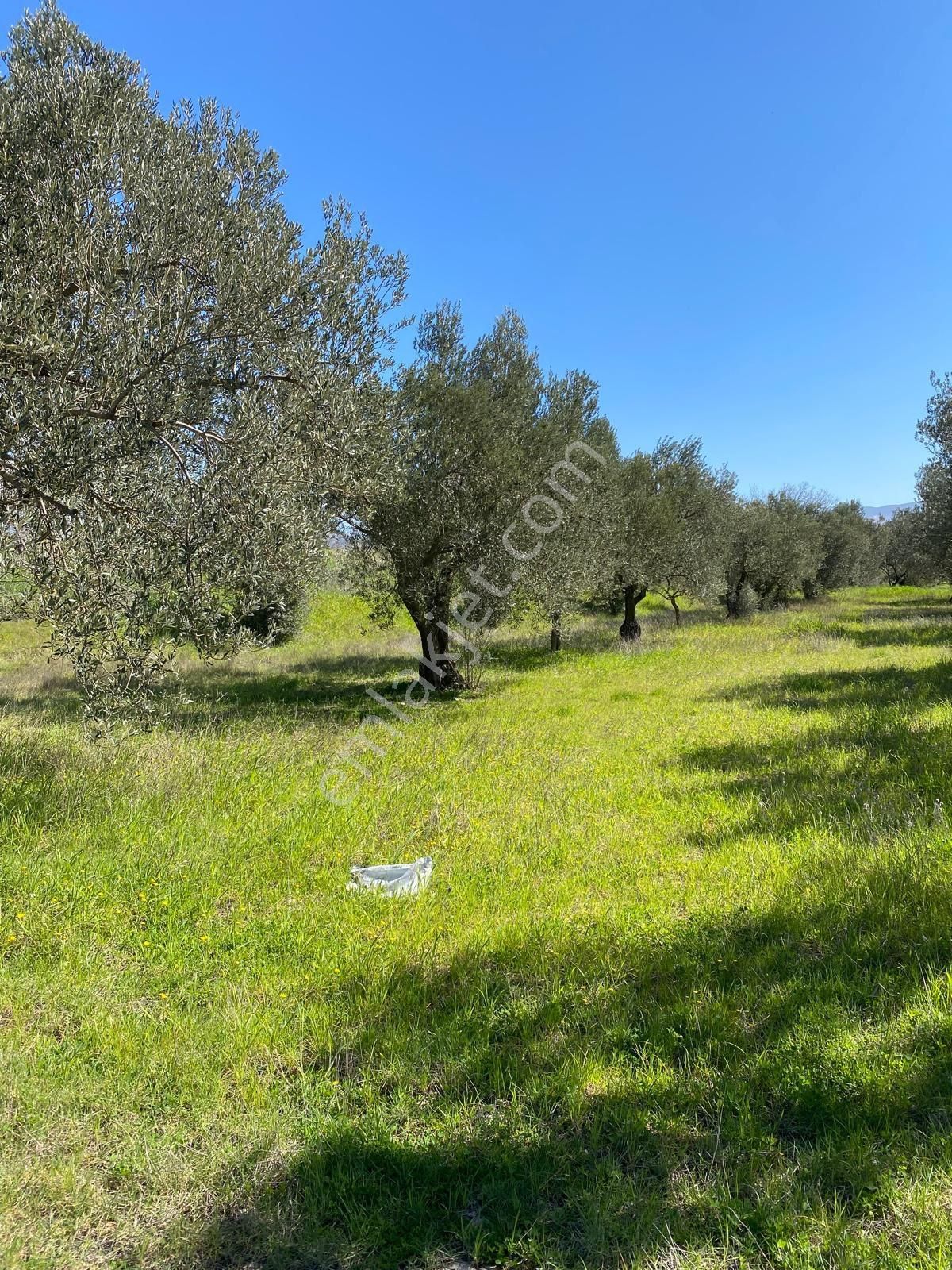 Bergama Bölcek Yolu Üzeri Satılık Zeytinlik-yola Sıfır Konum - Görsel 11