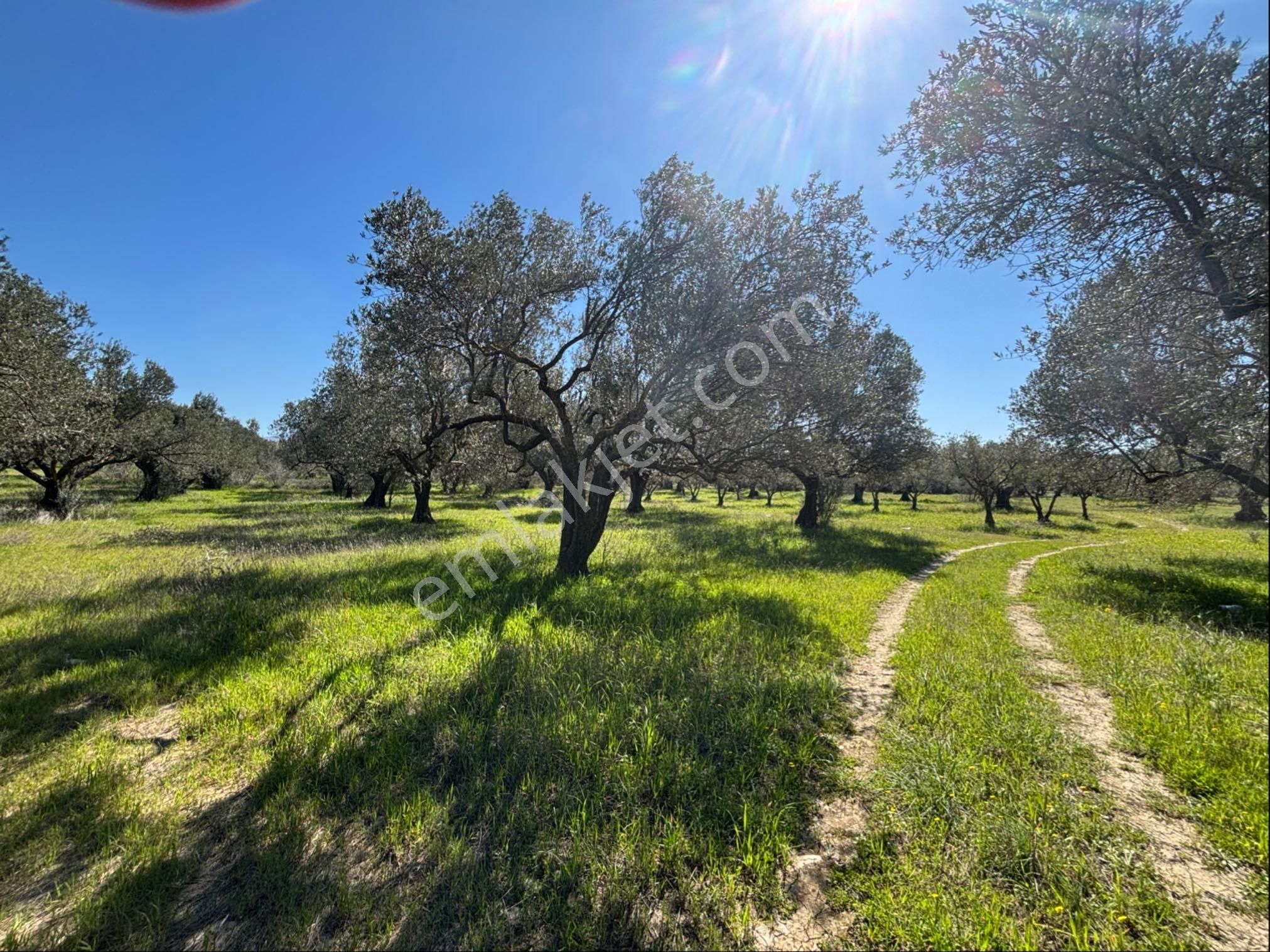 Bergama Bölcek Yolu Üzeri Satılık Zeytinlik-yola Sıfır Konum - Görsel 27
