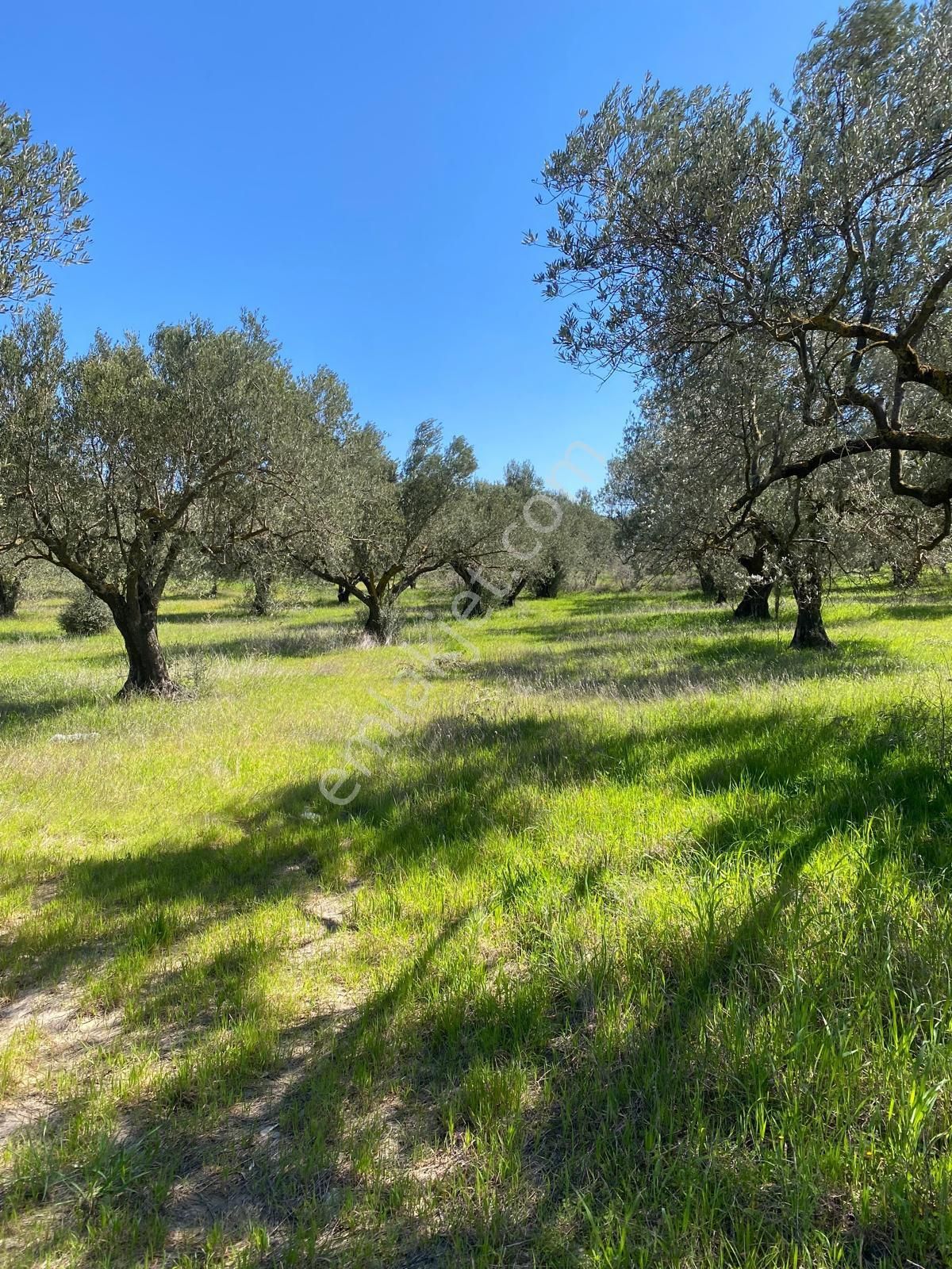 Bergama Bölcek Yolu Üzeri Satılık Zeytinlik-yola Sıfır Konum - Görsel 19
