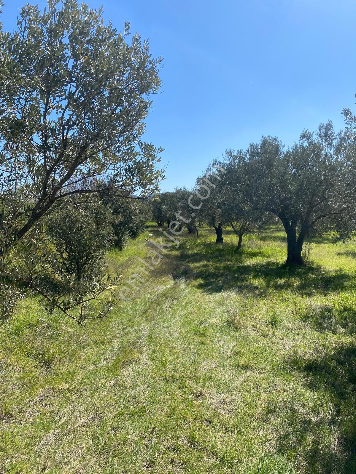 Bergama Bölcek Yolu Üzeri Satılık Zeytinlik-yola Sıfır Konum - Görsel 25