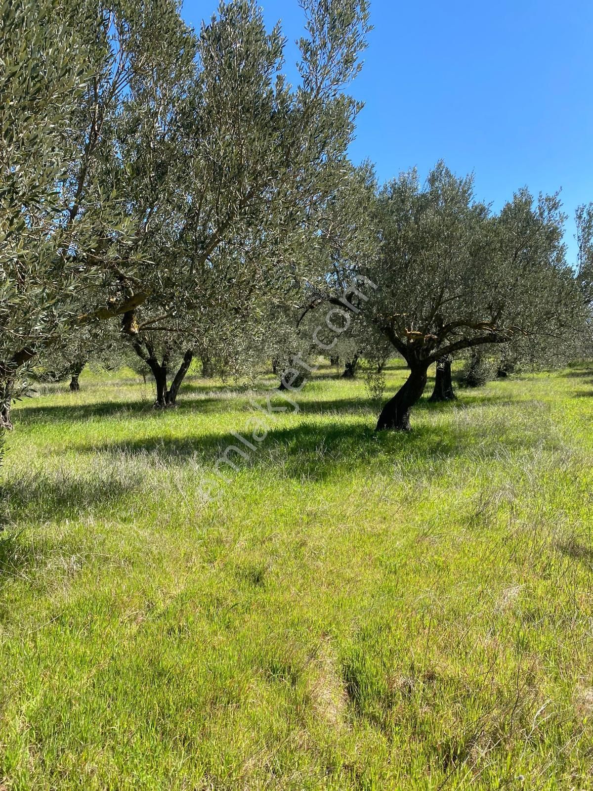 Bergama Bölcek Yolu Üzeri Satılık Zeytinlik-yola Sıfır Konum - Görsel 23