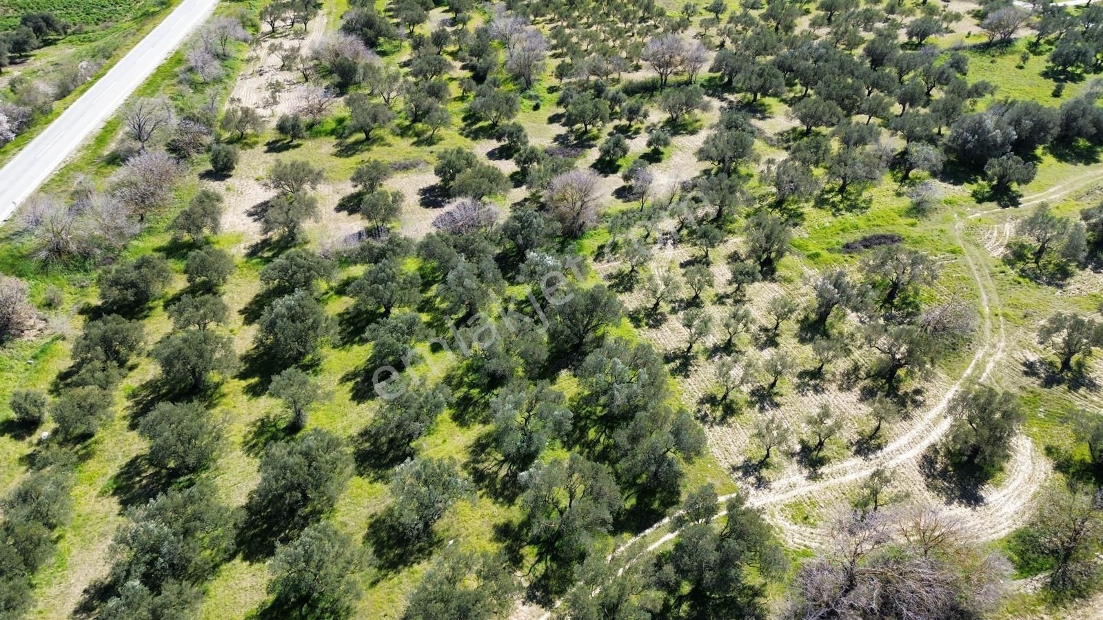 Bergama Bölcek Yolu Üzeri Satılık Zeytinlik-yola Sıfır Konum - Görsel 2