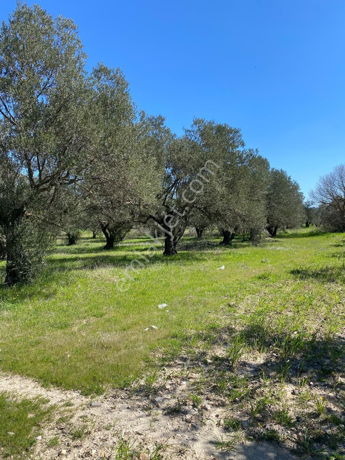Bergama Bölcek Yolu Üzeri Satılık Zeytinlik-yola Sıfır Konum - Görsel 7