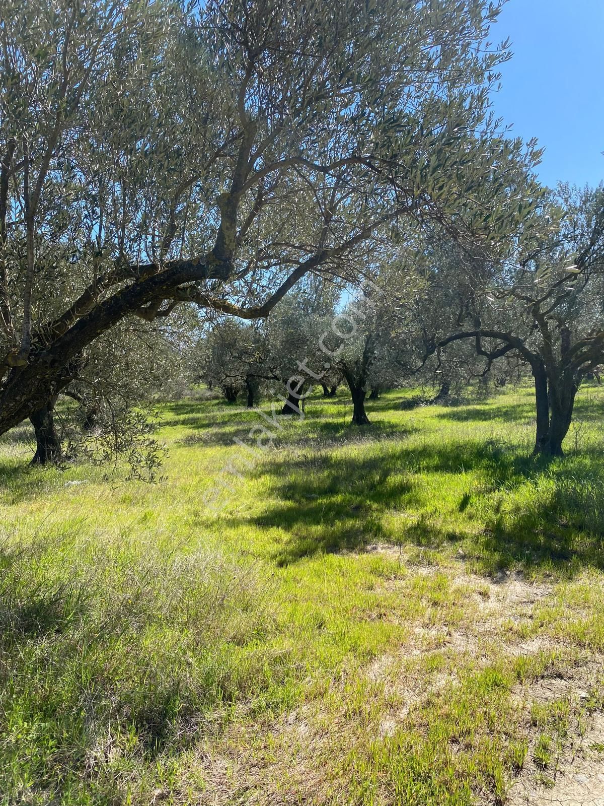 Bergama Bölcek Yolu Üzeri Satılık Zeytinlik-yola Sıfır Konum - Görsel 8
