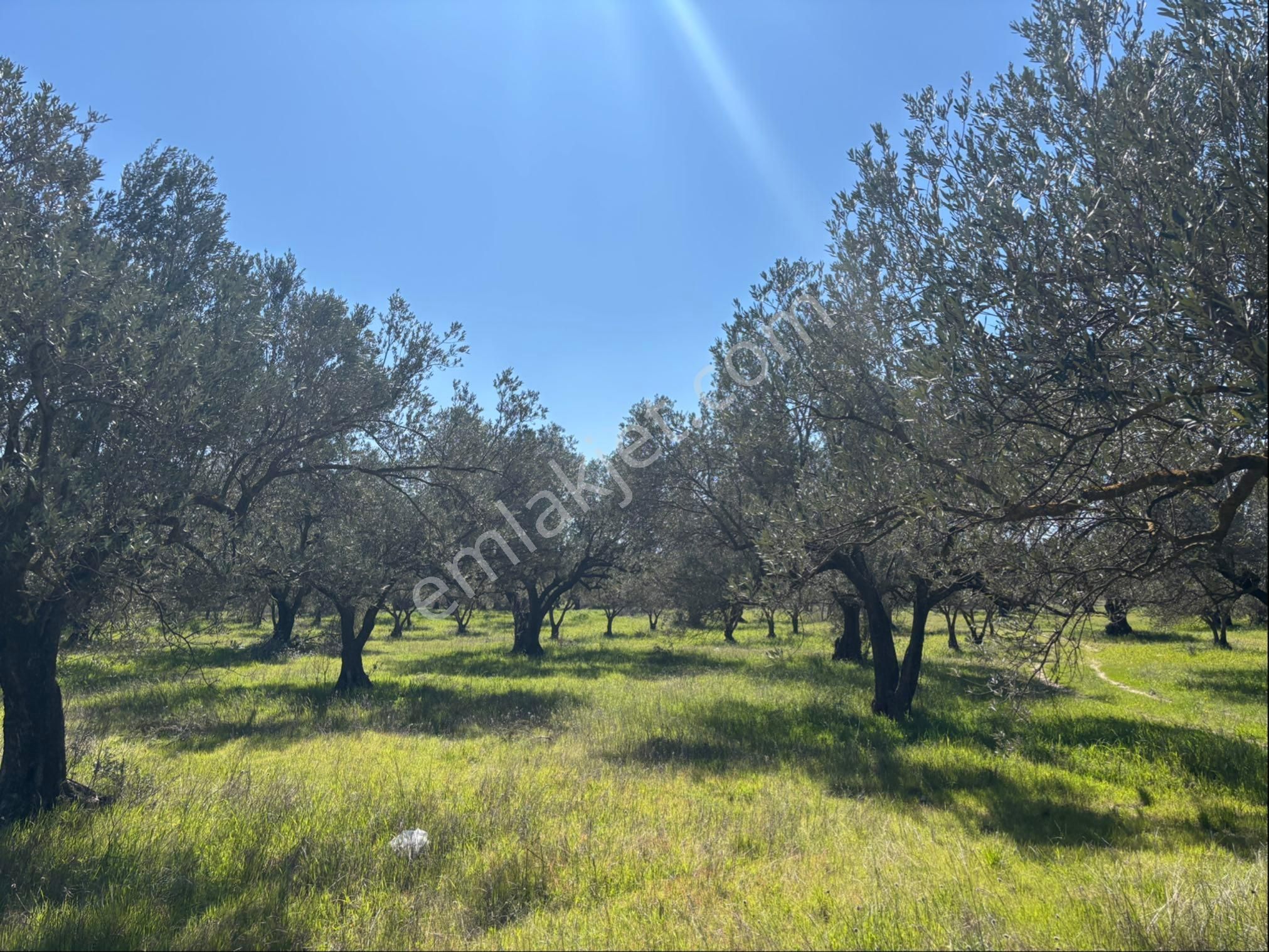 Bergama Bölcek Yolu Üzeri Satılık Zeytinlik-yola Sıfır Konum - Görsel 28