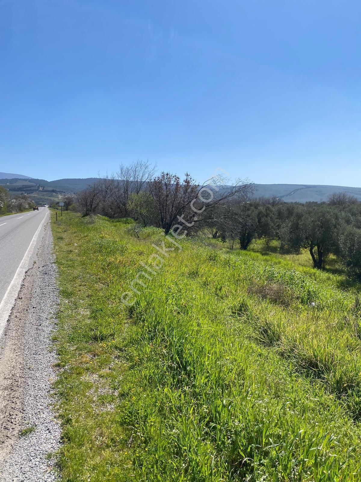 Bergama Bölcek Yolu Üzeri Satılık Zeytinlik-yola Sıfır Konum - Görsel 5