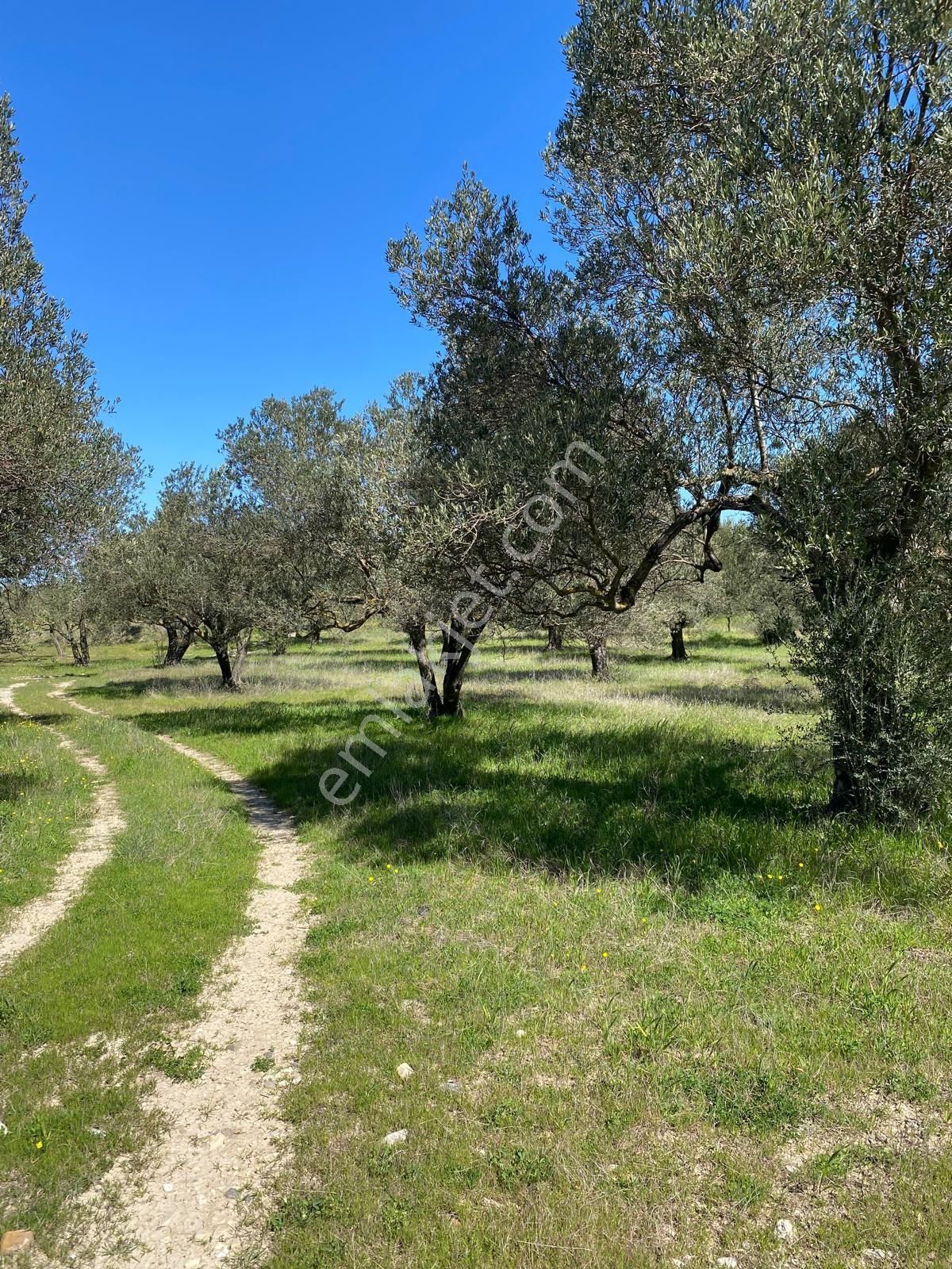 Bergama Bölcek Yolu Üzeri Satılık Zeytinlik-yola Sıfır Konum - Görsel 16