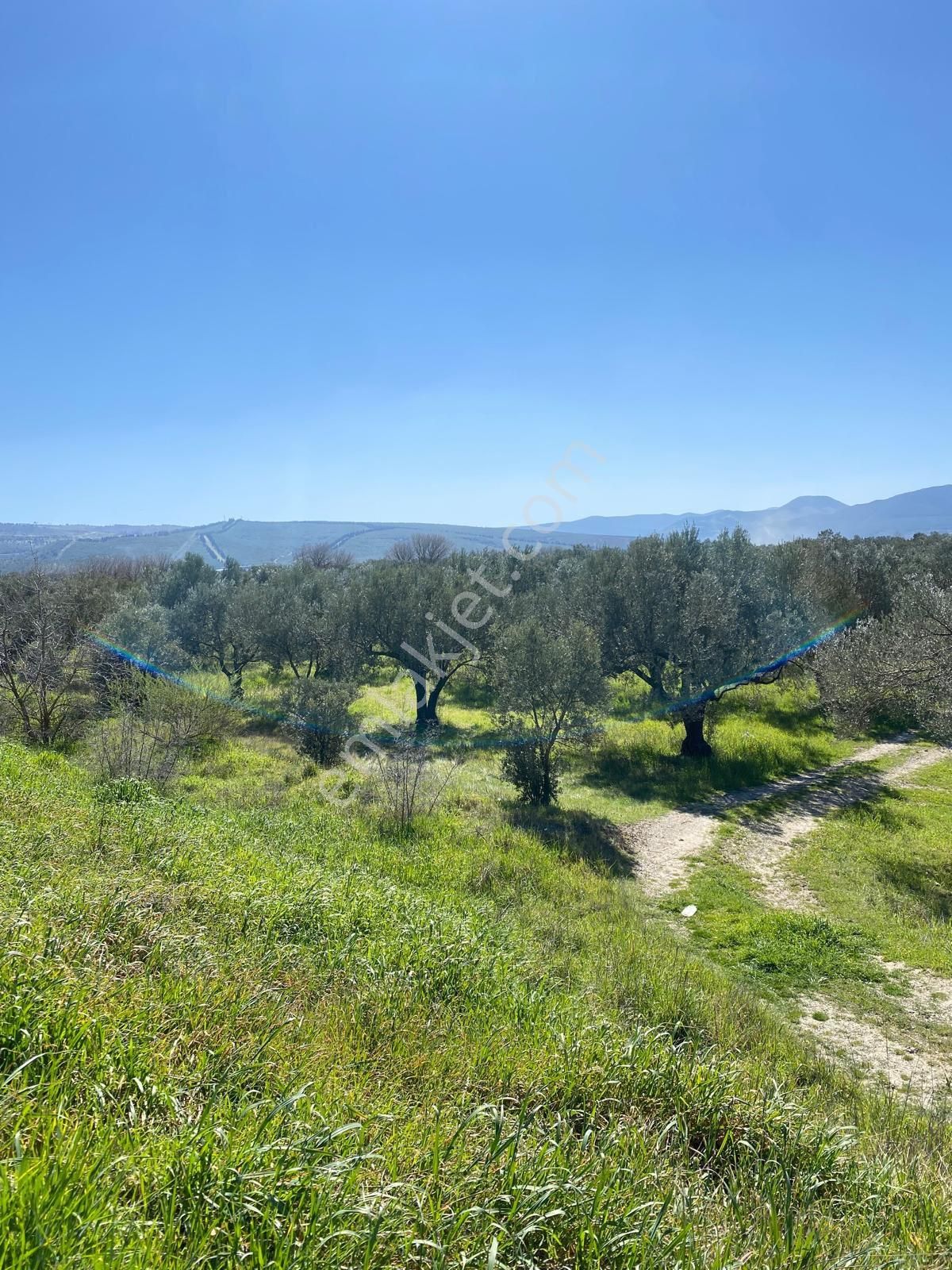 Bergama Bölcek Yolu Üzeri Satılık Zeytinlik-yola Sıfır Konum - Görsel 17