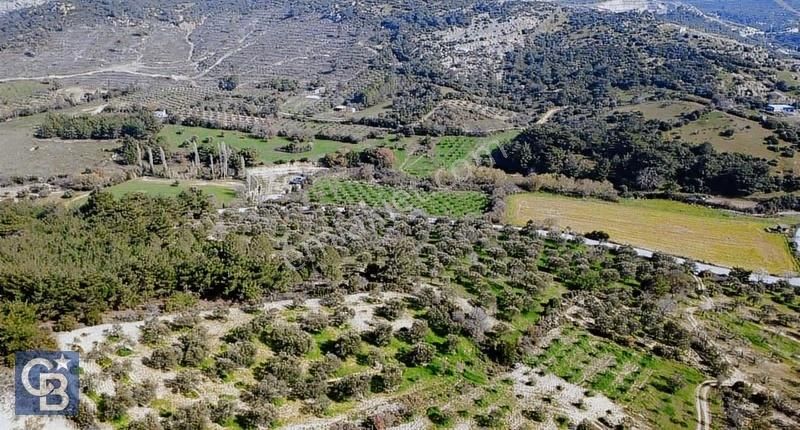Bergama Örlemiş Mahallesinde Kupon Zeytinlik - Görsel 4