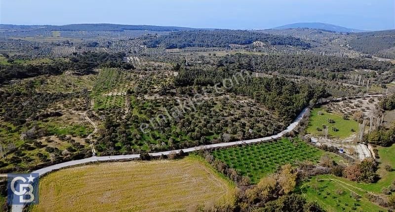 Bergama Örlemiş Mahallesinde Kupon Zeytinlik - Görsel 5