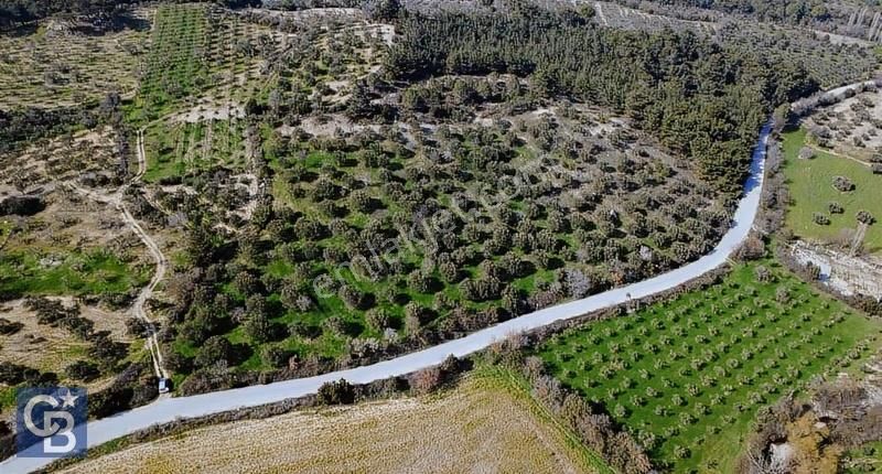Bergama Örlemiş Mahallesinde Kupon Zeytinlik - Görsel 13