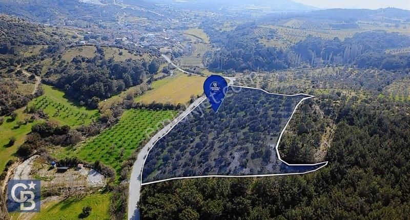 Bergama Örlemiş Mahallesinde Kupon Zeytinlik - Görsel 15