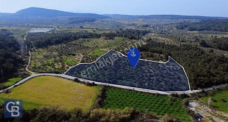 Bergama Örlemiş Mahallesinde Kupon Zeytinlik - Görsel 12