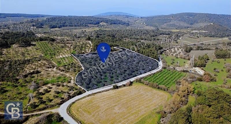 Bergama Örlemiş Mahallesinde Kupon Zeytinlik - Görsel 16