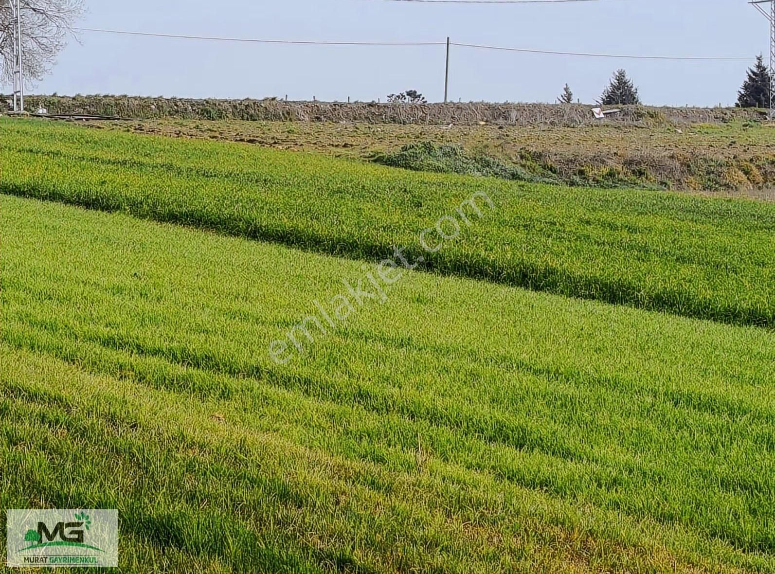 Kocaeli Kandıra Alaybey Fırsat Ürünü Tarla Arsa - Görsel 3