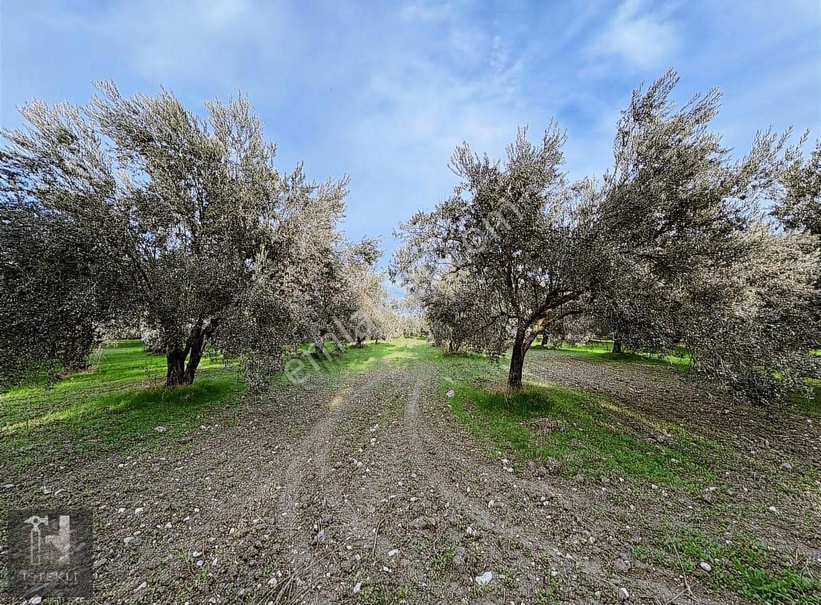 İstekli Emlak'tan Bakır Mah Ana Yola Cephe Zeytinlik