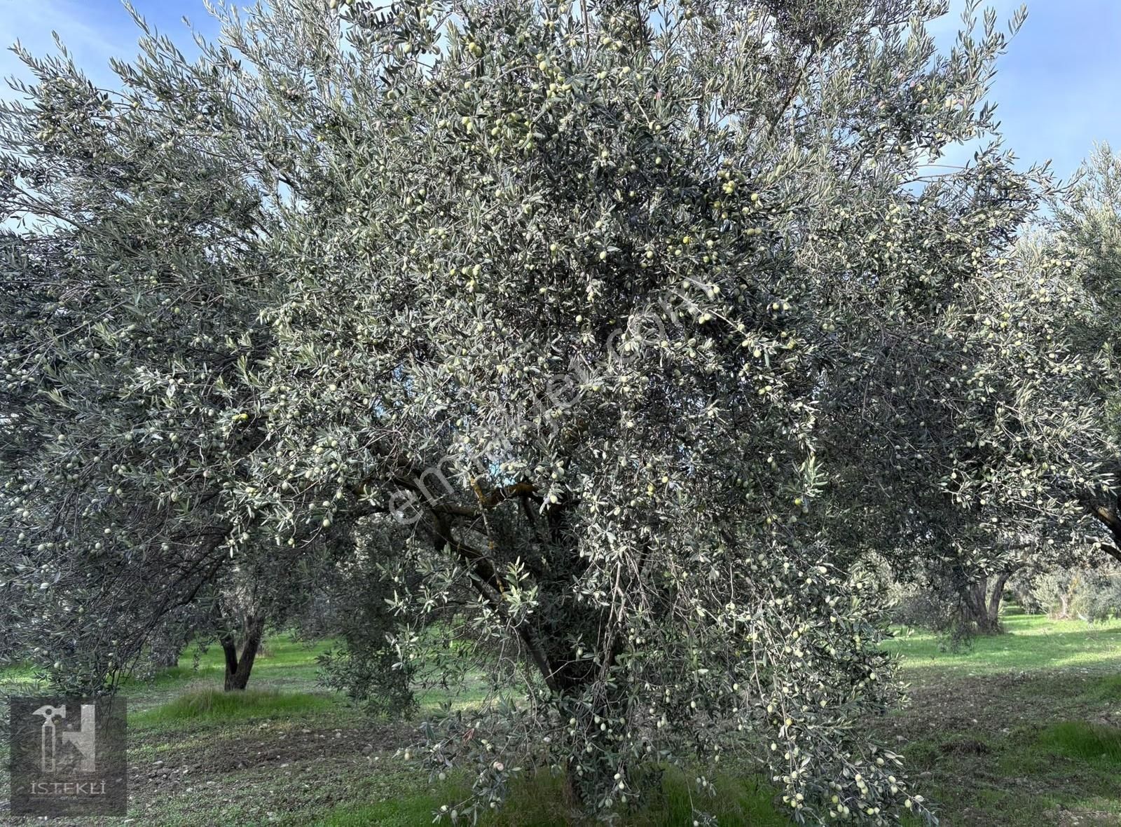 İstekli Emlak'tan Bakır Mah Ana Yola Cephe Zeytinlik - Görsel 29