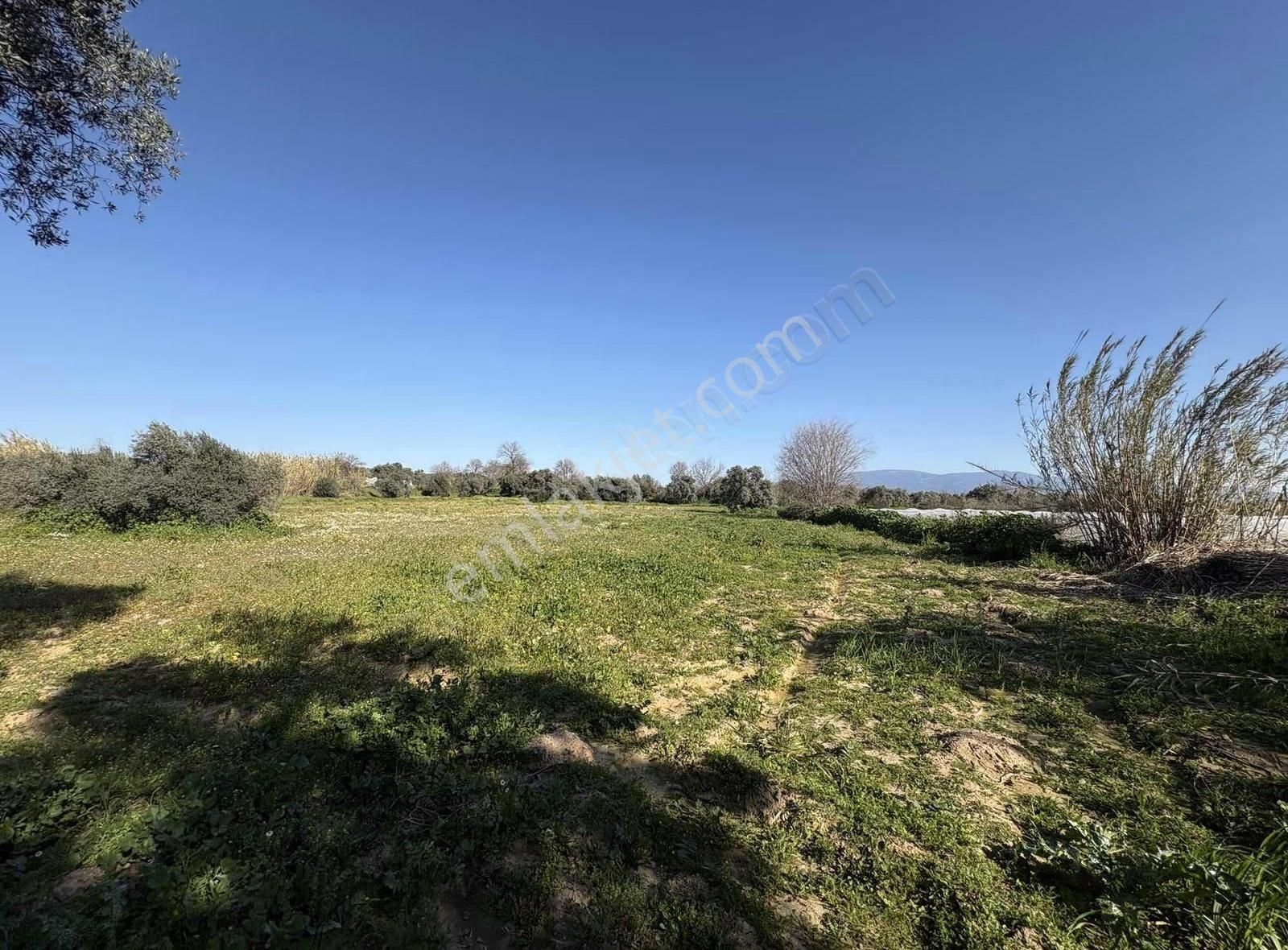 Sultanhisar Atça Mah.satılık 8.623 M2 Bahçe - Görsel 2