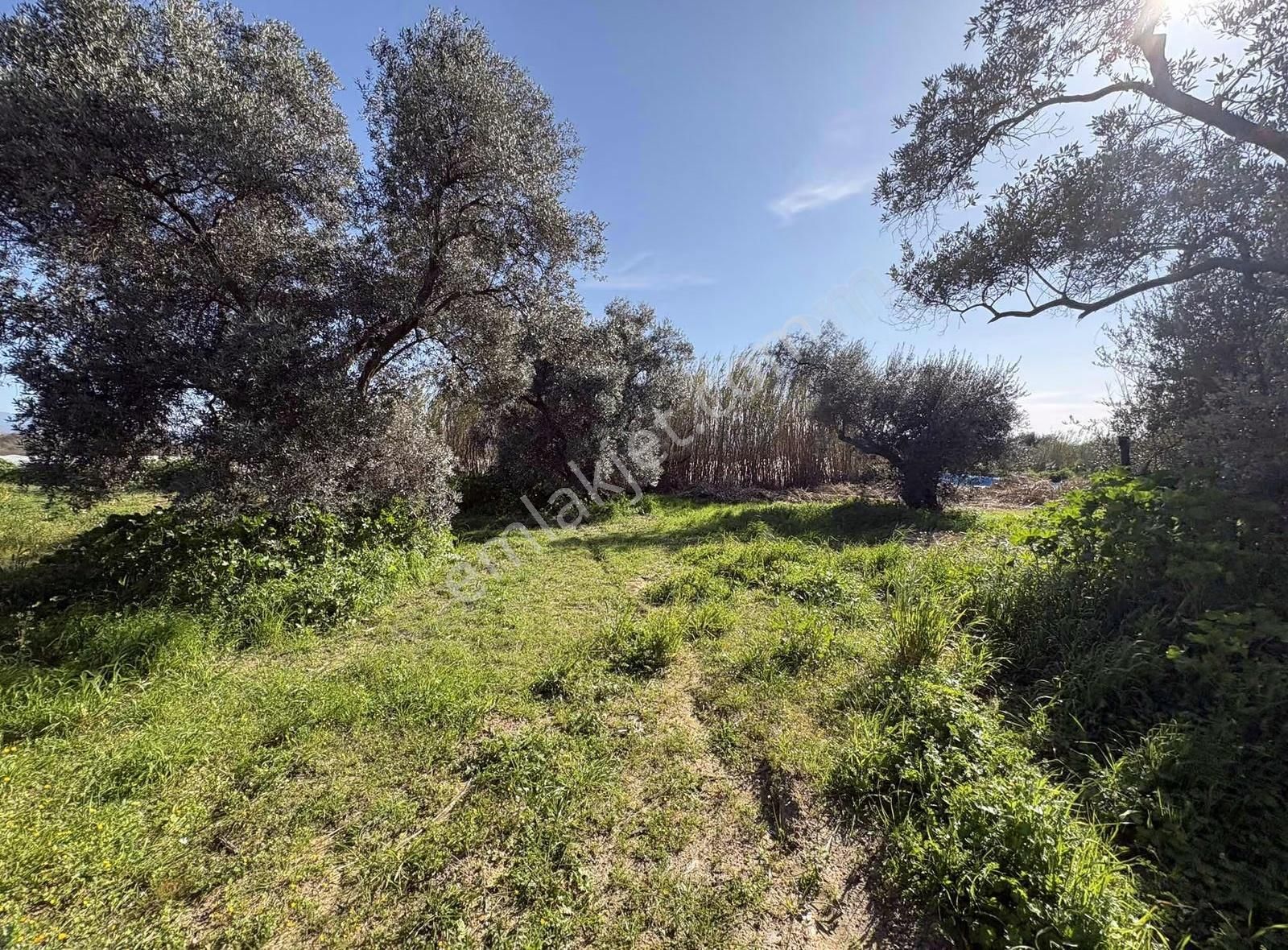 Sultanhisar Atça Mah.satılık 8.623 M2 Bahçe - Görsel 4