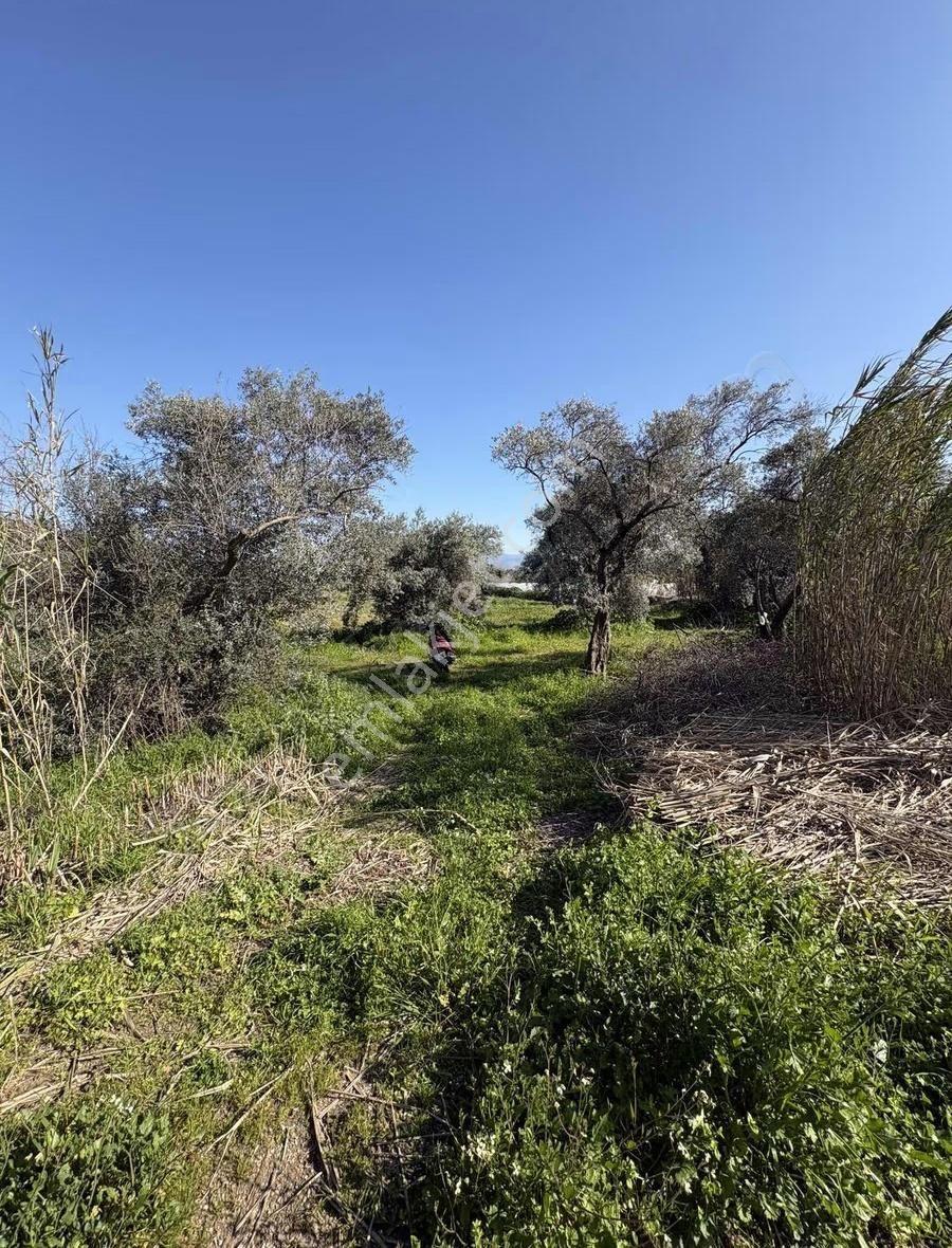 Sultanhisar Atça Mah.satılık 8.623 M2 Bahçe - Görsel 14