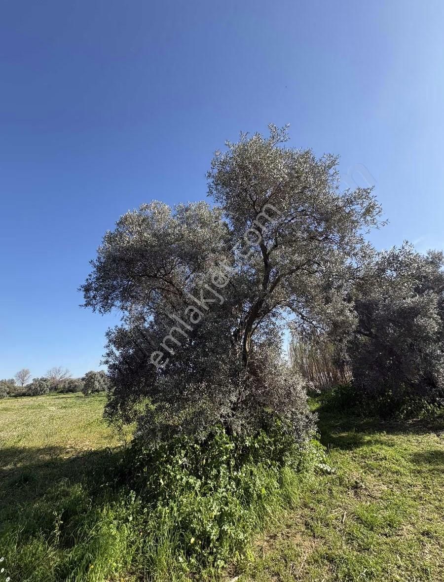 Sultanhisar Atça Mah.satılık 8.623 M2 Bahçe - Görsel 13