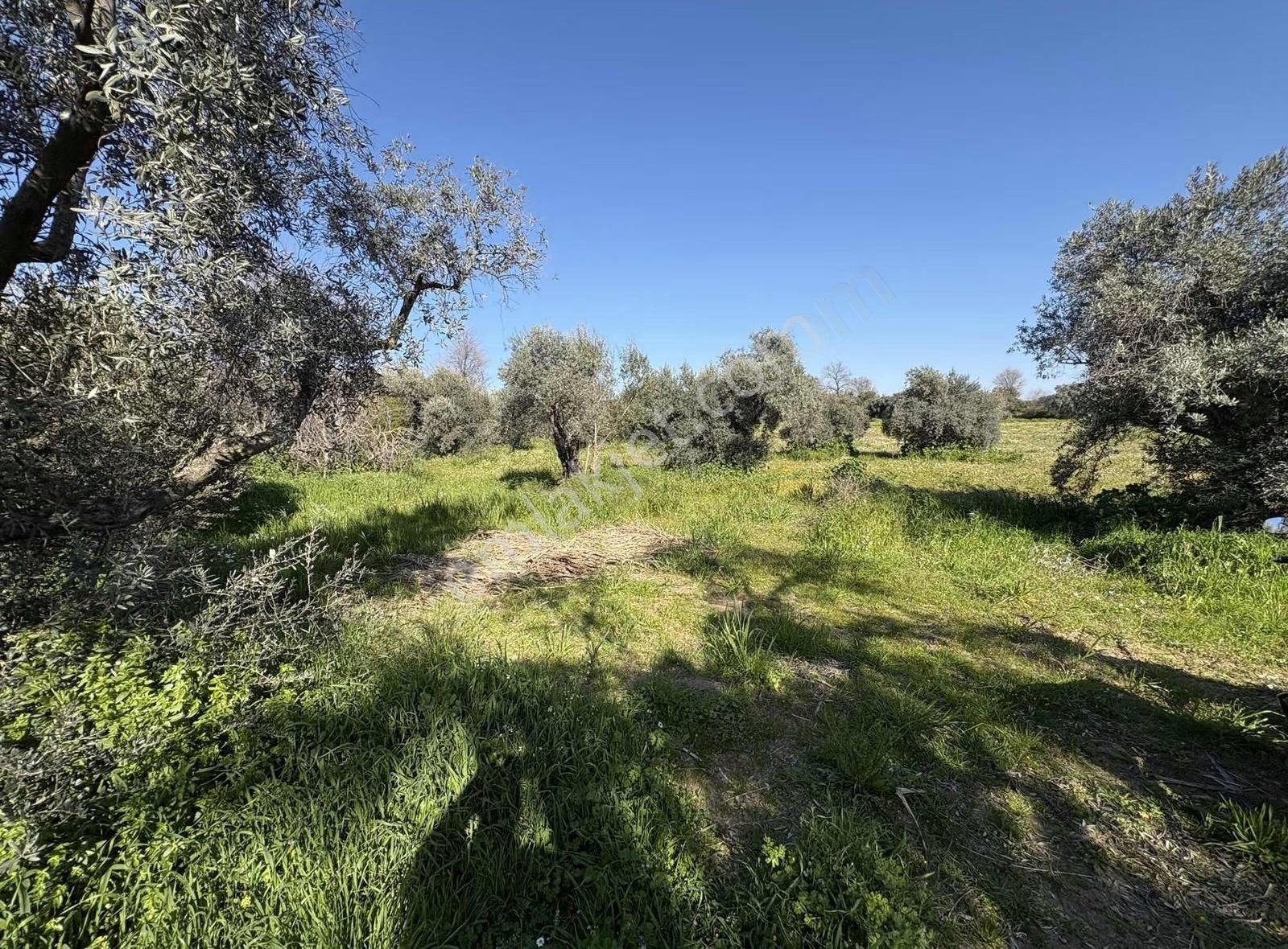 Sultanhisar Atça Mah.satılık 8.623 M2 Bahçe - Görsel 7