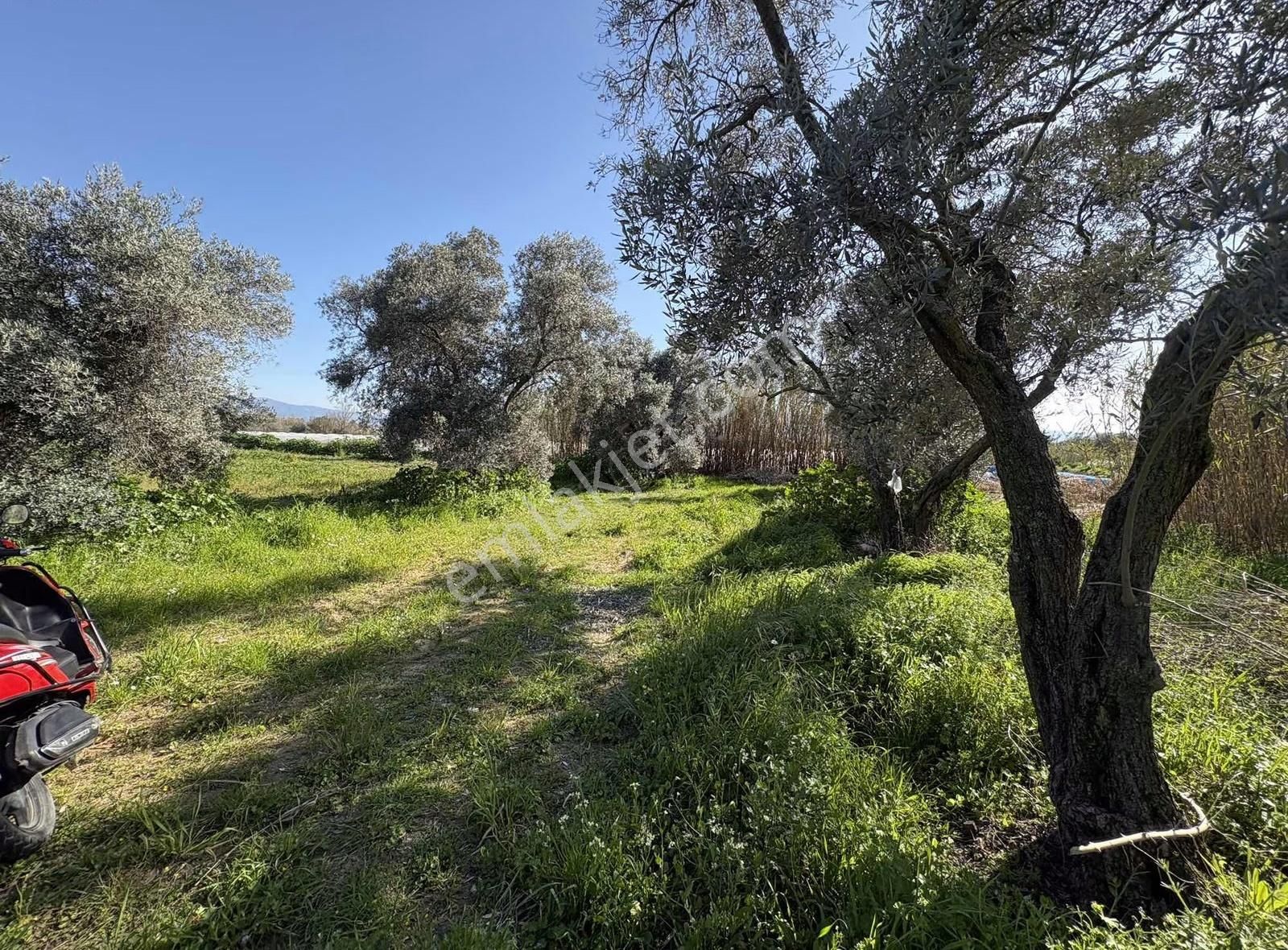 Sultanhisar Atça Mah.satılık 8.623 M2 Bahçe - Görsel 3