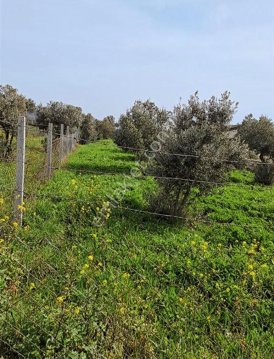 Foça Koca Mehmetler Köyünde 749 M2 Zeytinlik Acil Satılıktır - Görsel 30
