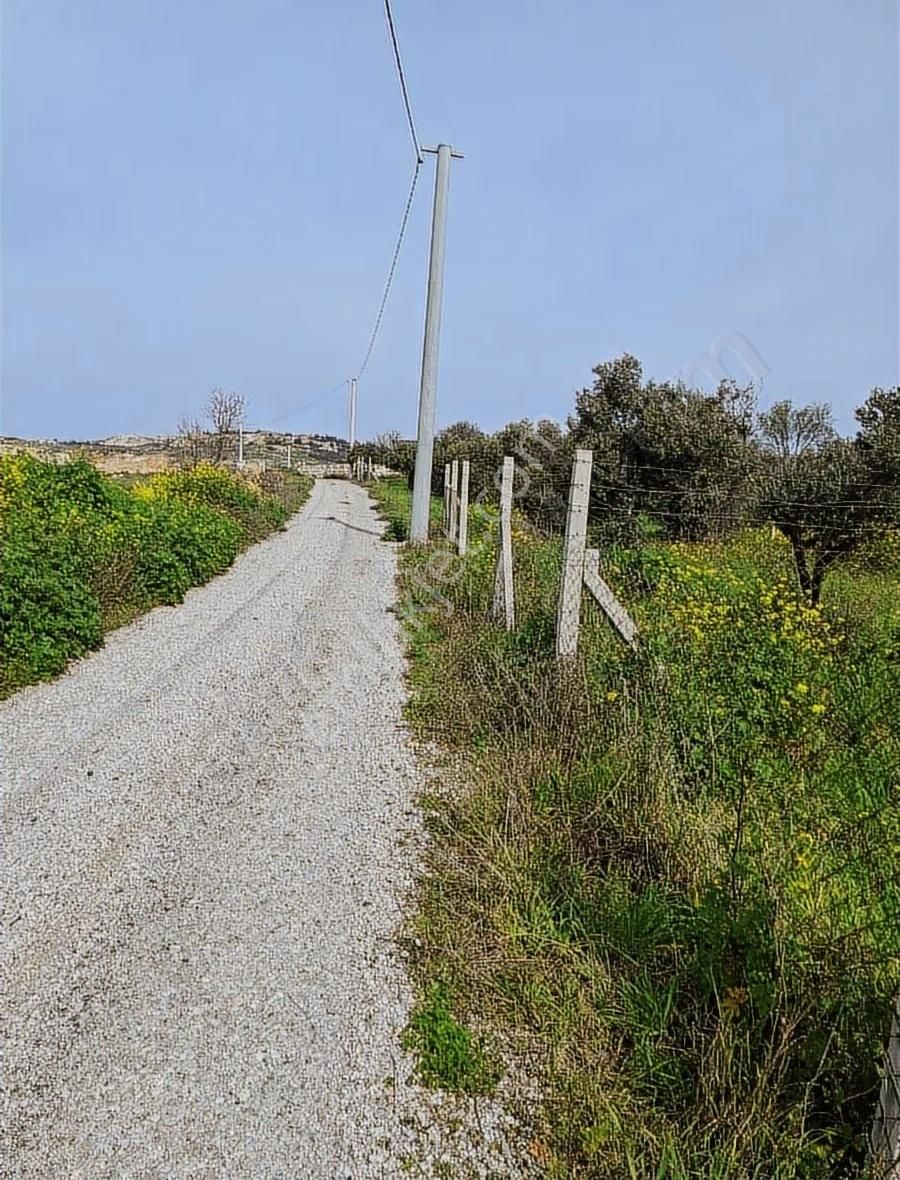 Foça Koca Mehmetler Köyünde 749 M2 Zeytinlik Acil Satılıktır - Görsel 14