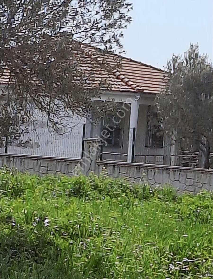 Foça Koca Mehmetler Köyünde 749 M2 Zeytinlik Acil Satılıktır - Görsel 27