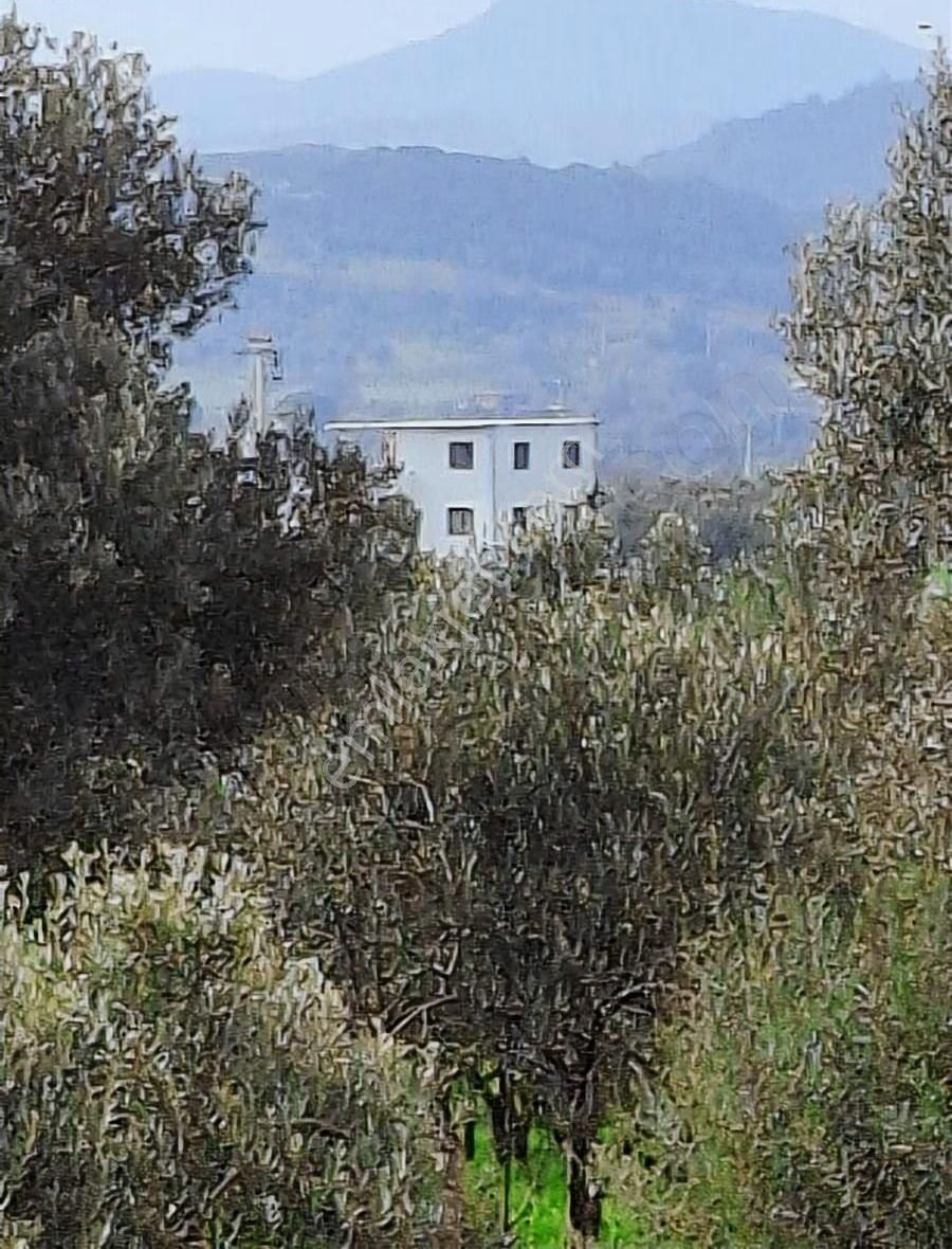 Foça Koca Mehmetler Köyünde 749 M2 Zeytinlik Acil Satılıktır - Görsel 22