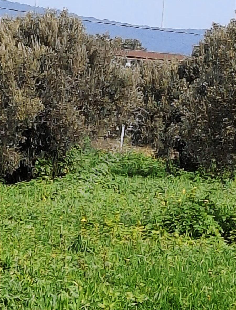 Foça Koca Mehmetler Köyünde 749 M2 Zeytinlik Acil Satılıktır - Görsel 31