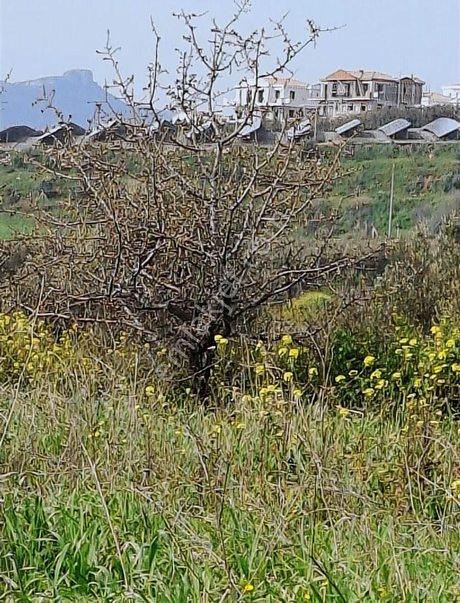 Foça Koca Mehmetler Köyünde 749 M2 Zeytinlik Acil Satılıktır - Görsel 13