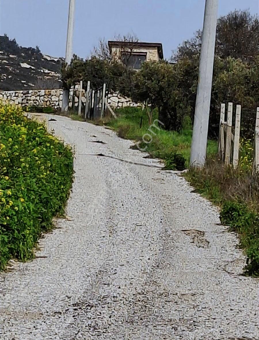 Foça Koca Mehmetler Köyünde 749 M2 Zeytinlik Acil Satılıktır - Görsel 6