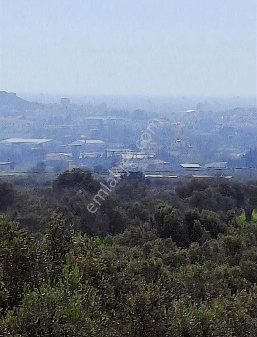 Foça Koca Mehmetler Köyünde 749 M2 Zeytinlik Acil Satılıktır - Görsel 26