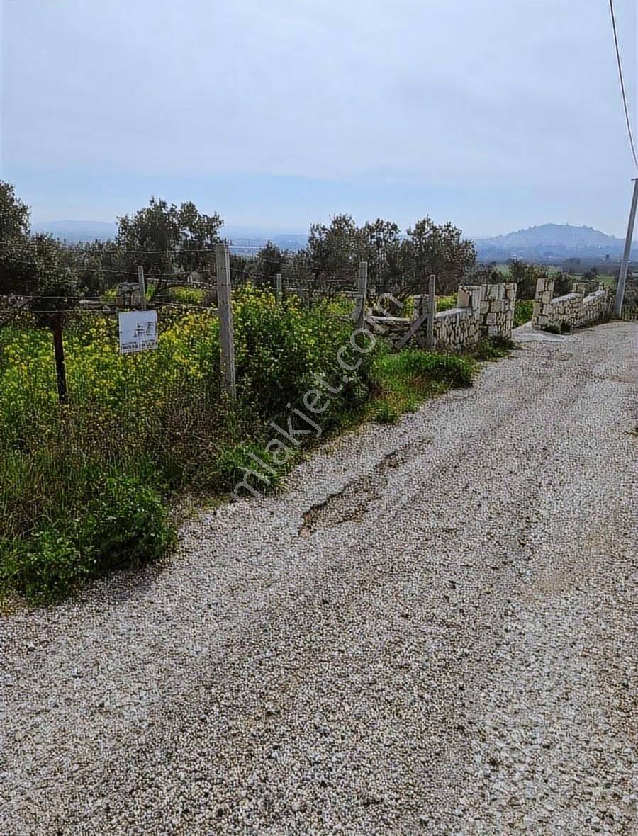 Foça Koca Mehmetler Köyünde 749 M2 Zeytinlik Acil Satılıktır - Görsel 17