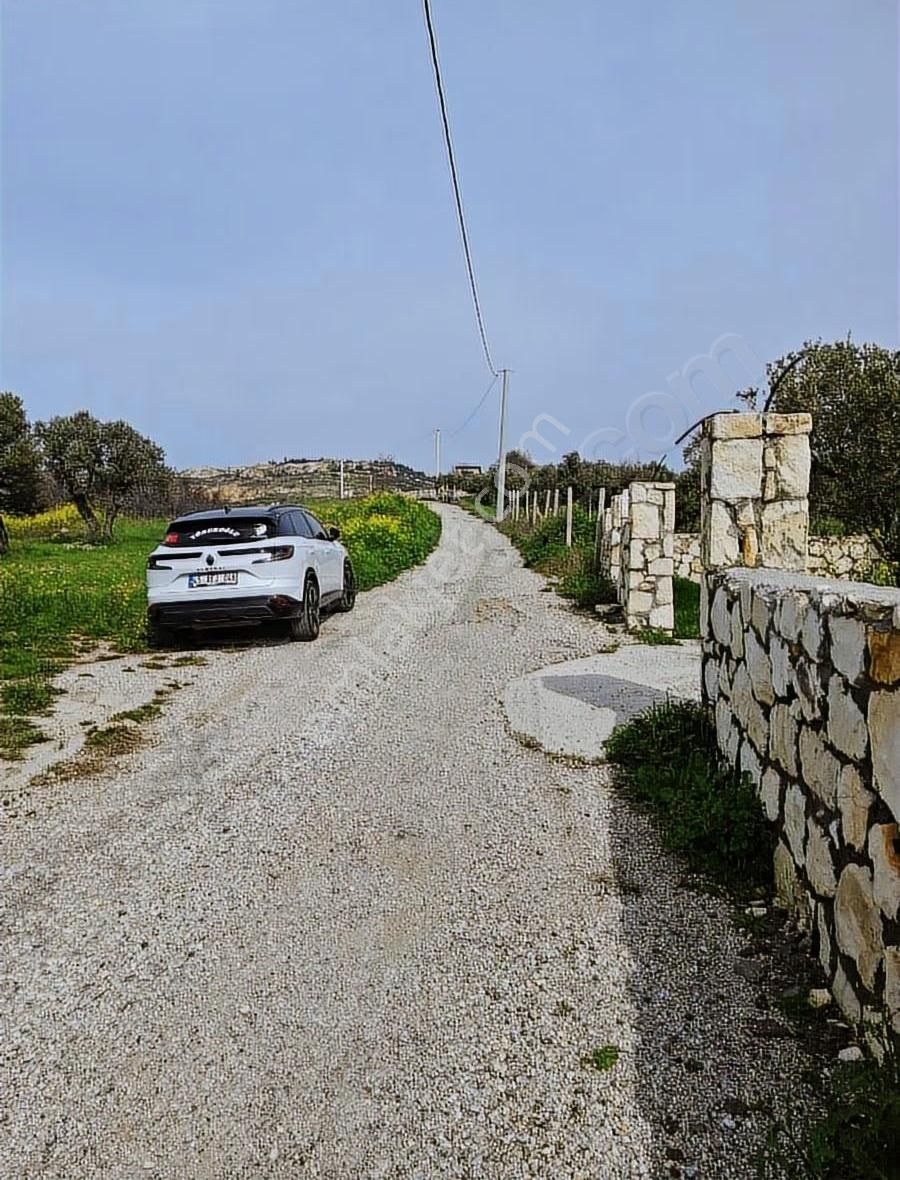 Foça Koca Mehmetler Köyünde 749 M2 Zeytinlik Acil Satılıktır - Görsel 7