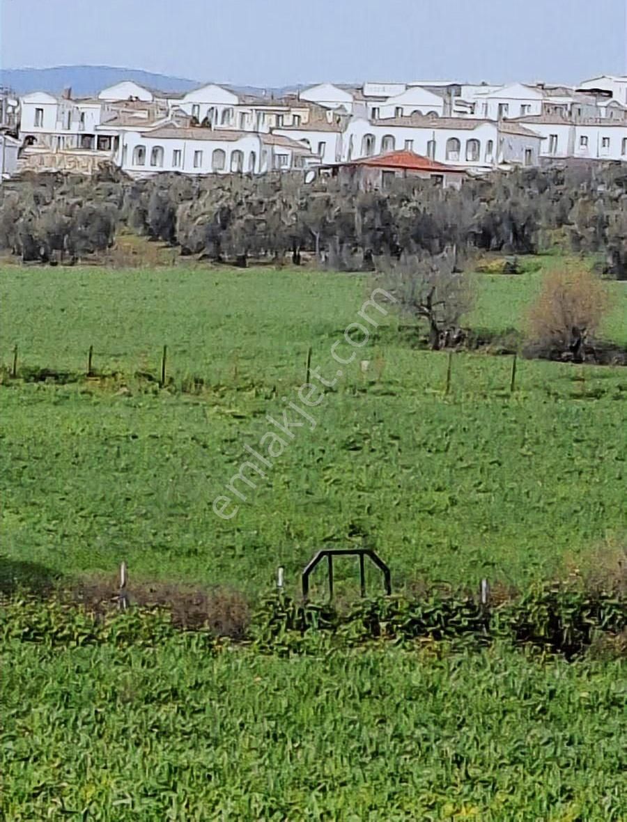 Foça Koca Mehmetler Köyünde 749 M2 Zeytinlik Acil Satılıktır - Görsel 16